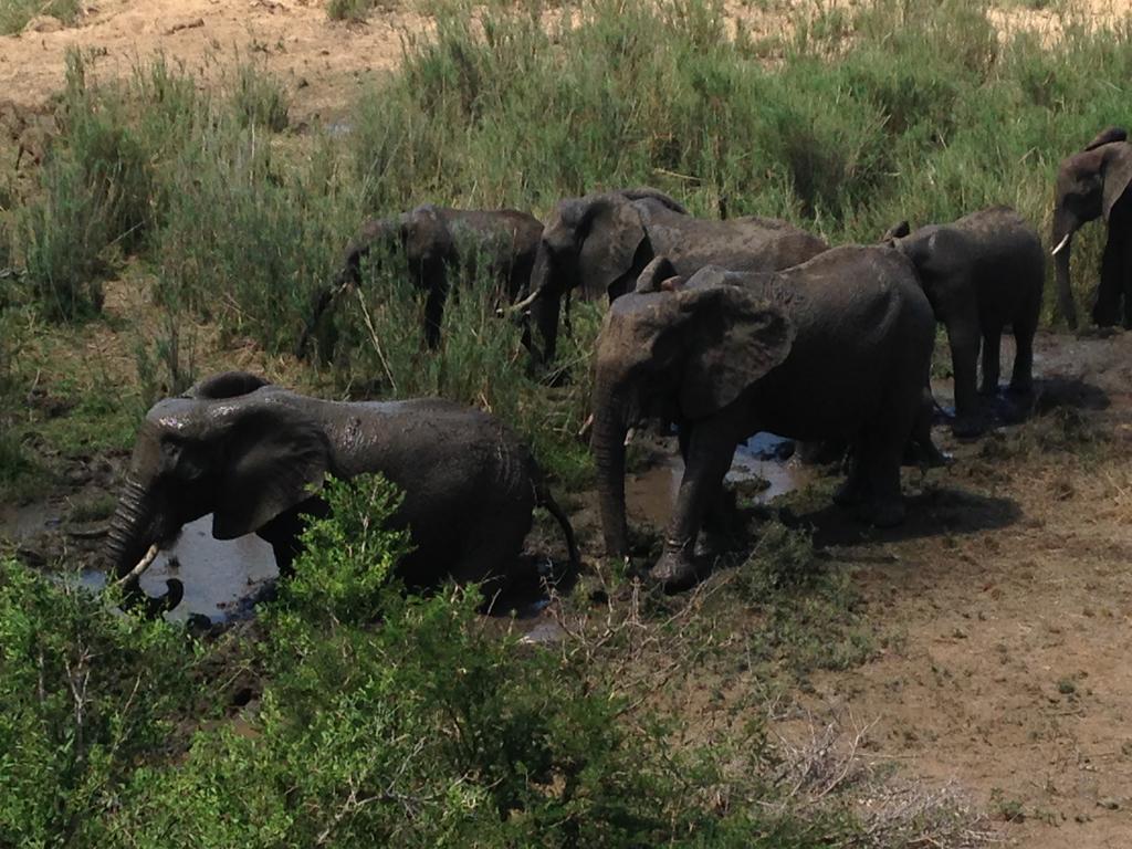 Sweni Lodge 91 Mjejane Kruger Park Hectorspruit Eksteriør bilde
