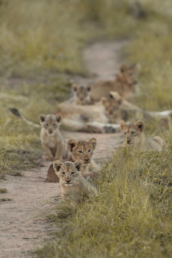 Sweni Lodge 91 Mjejane Kruger Park Hectorspruit Eksteriør bilde