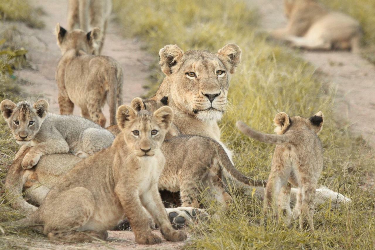 Sweni Lodge 91 Mjejane Kruger Park Hectorspruit Eksteriør bilde